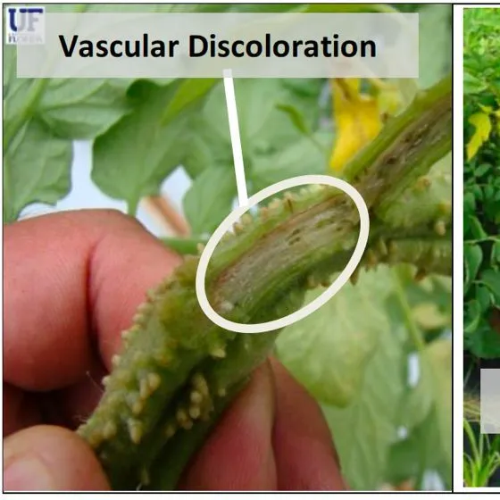 thumbnail for publication: Common Tomato High-Tunnel Production Diseases in Florida